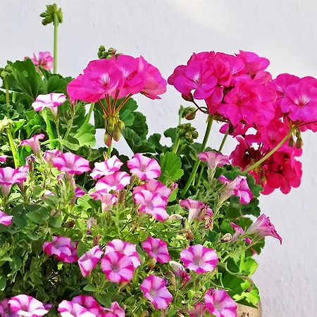 Isabella Apartment Mieming